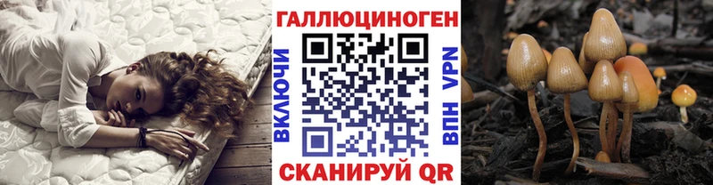 Галлюциногенные грибы Psilocybe Вихоревка